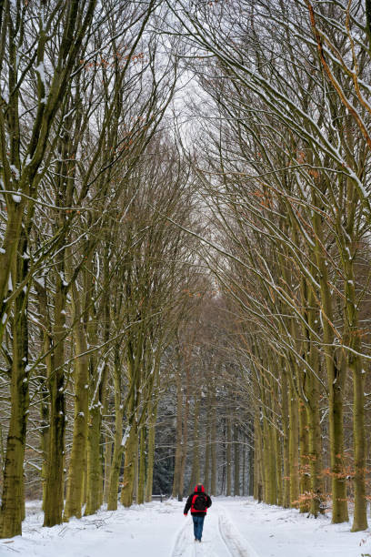 istock Rear view on man walking on snow through avenue with large trees in a row 1125930283