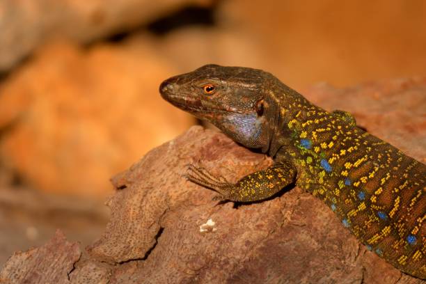 istock Tenerife Lizard - Gallotia galloti 1125931765
