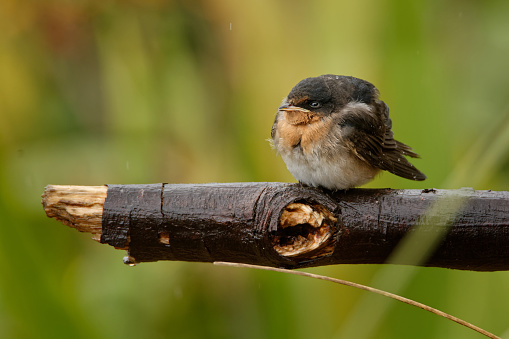 Welcome swallow - Hirundo neoxena - in maori warou, species native to Australia and nearby islands, self-introduced into New Zealand, very similar to the Pacific swallow.