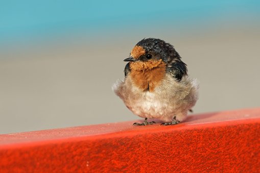 Welcome swallow - Hirundo neoxena - in maori warou, species native to Australia and nearby islands, self-introduced into New Zealand, very similar to the Pacific swallow.