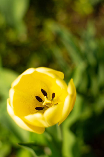 istock beautiful yellow tulips big bouquet 1125931880