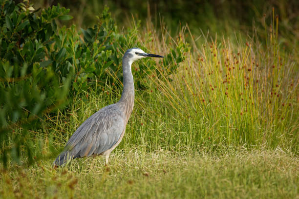 istock Egretta novaehollandiae - White-faced Heron 1125932005