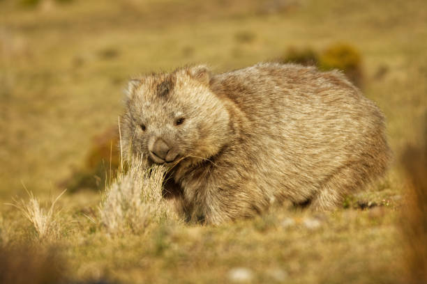 vombatus ursinus - common wombat in the tasmanian scenery - common wombat imagens e fotografias de stock