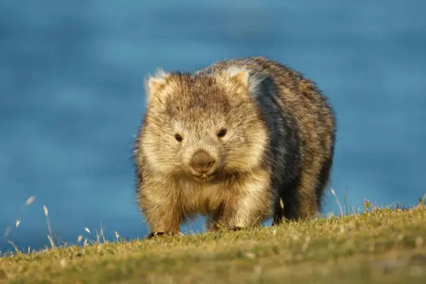 Vombatus ursinus - Common Wombat in the Tasmanian scenery, eating grass in the evening on the island near Tasmania.