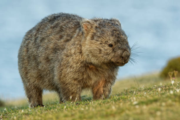istock Vombatus ursinus - Common Wombat in the Tasmanian scenery 1125932178