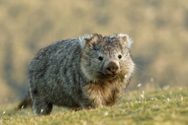 vombatus ursinus - common wombat in der tasmanischen landschaft - wombat stock-fotos und bilder