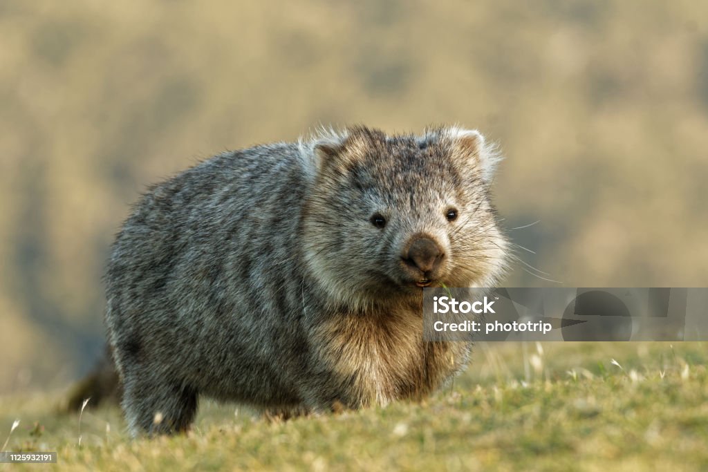 Vombatus ursinus - Common Wombat in the Tasmanian scenery Vombatus ursinus - Common Wombat in the Tasmanian scenery, eating grass in the evening on the island near Tasmania. Wombat Stock Photo