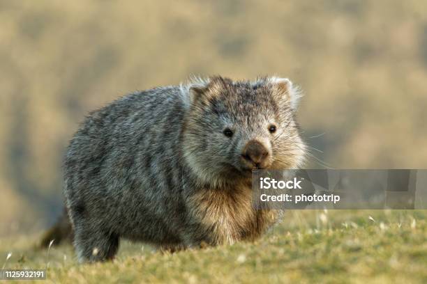 Vombatus Ursinus Common Wombat In The Tasmanian Scenery Stock Photo - Download Image Now