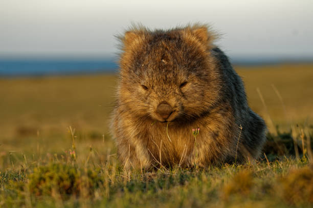 vombatus ursinus - vombato comune nello scenario della tasmania - tasmanian animals foto e immagini stock