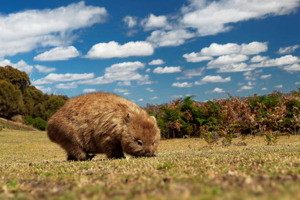 vombatus ursinus - common wombat in the tasmanian scenery - common wombat imagens e fotografias de stock