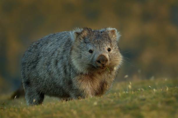 vombatus ursinus - common wombat in the tasmanian scenery - common wombat imagens e fotografias de stock