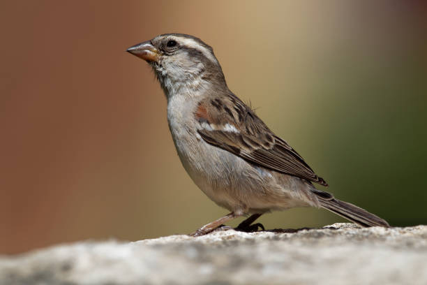 istock Iago Sparrow - Passer iagoensis - also known as the Cape Verde or rufous-backed sparrow 1125932256