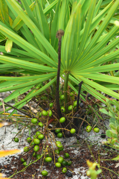 Unripe Saw Palmetto fruit on plant with fronds above Fruiting Saw Palmetto growing on sand in natural setting.  Photo taken at Lake Wales Ridge state forest in central Florida. Nikon D7200 with Nikon 200mm macro lens. saw palmetto stock pictures, royalty-free photos & images