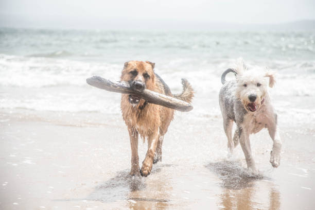 istock Old English Sheepdog and German Shepherd playing on beach 1125933320