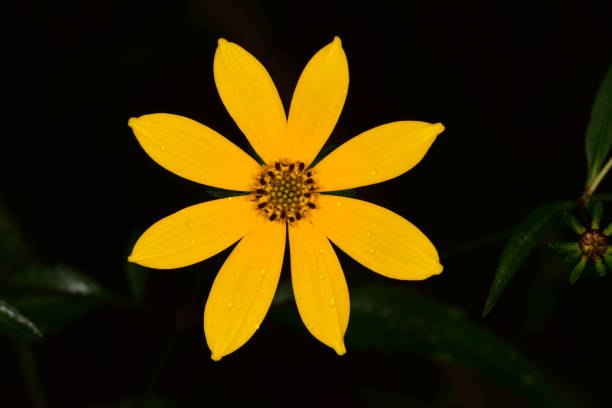 istock Macro of single yellow flower with dew drops and dark background 1125933889