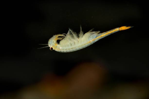 the male fairy shrimp (branchipus schaefferi) - filter feeder imagens e fotografias de stock