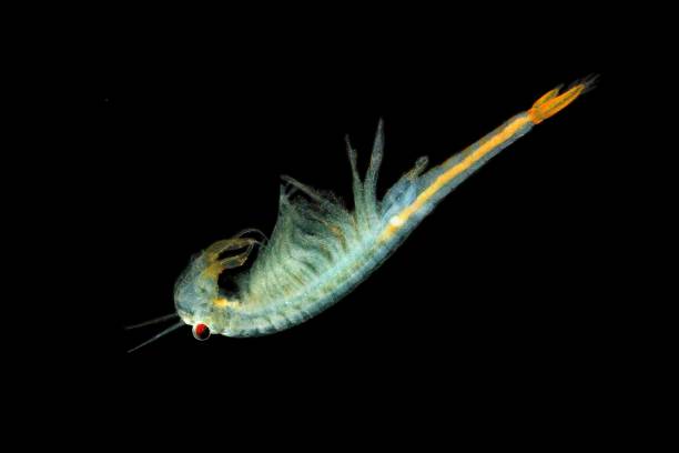 istock The male Fairy Shrimp (Branchipus schaefferi) 1125934851