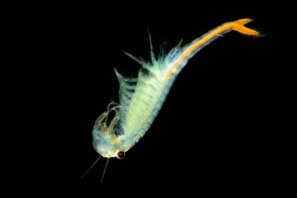istock The male Fairy Shrimp (Branchipus schaefferi) 1125934854