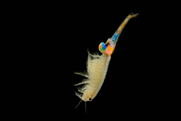 istock The male Fairy Shrimp (Branchipus schaefferi) 1125934880