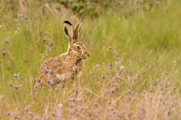 Iberian Hare - Lepus granatensis - The Granada hare, also known as the Iberian hare, is a hare species that can be found on the Iberian Peninsula and on the island of Majorca.