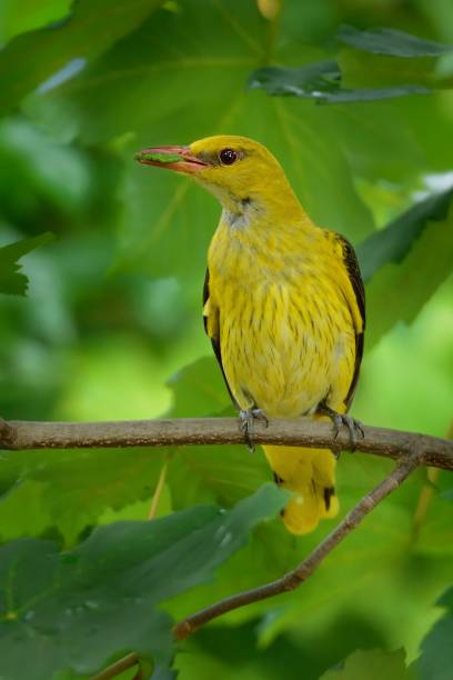 istock Eurasian Golden Oriole (Oriolus oriolus) 1125934941