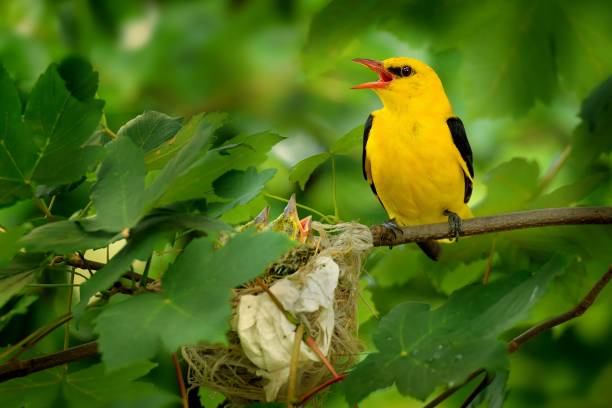istock Eurasian Golden Oriole (Oriolus oriolus) 1125934972