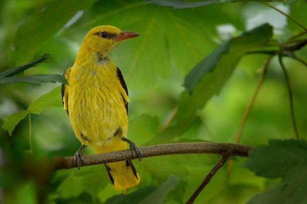 istock Eurasian Golden Oriole (Oriolus oriolus) 1125934981