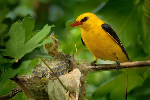istock Eurasian Golden Oriole (Oriolus oriolus) 1125934986