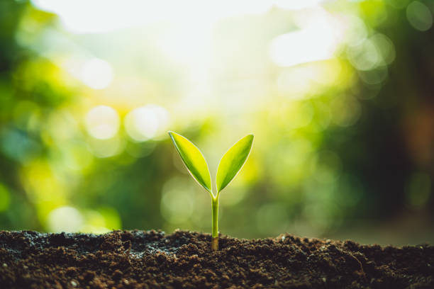 istock Fresh Green Plant Growing,Tree Growth Steps In nature And beautiful morning lighting 1125934992