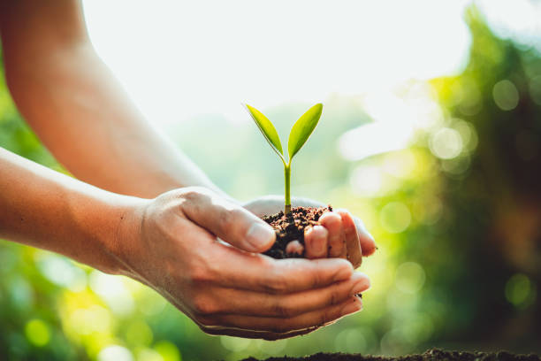 istock Fresh Green Plant Growing,Tree Growth Steps In nature And beautiful morning lighting 1125935112