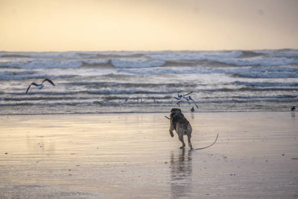 Golden retriever running at full pace along a beach, Wild Atlantic Way, Strandhill, Co. Sligo, Ireland. 