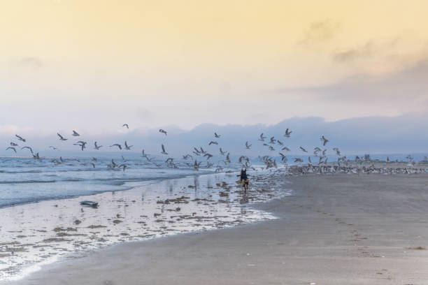 istock Dog running after birds 1125935381