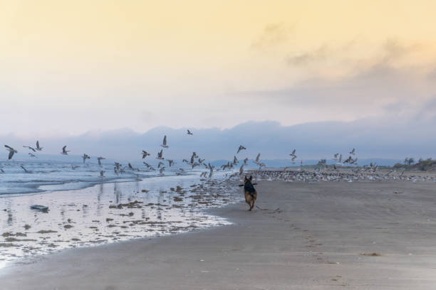 istock Dog running after birds 1125935382