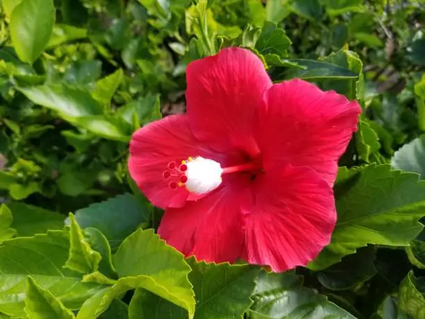 A sure sign of the tropics, hibiscus flowers evoke lush surroundings and a warm climate.