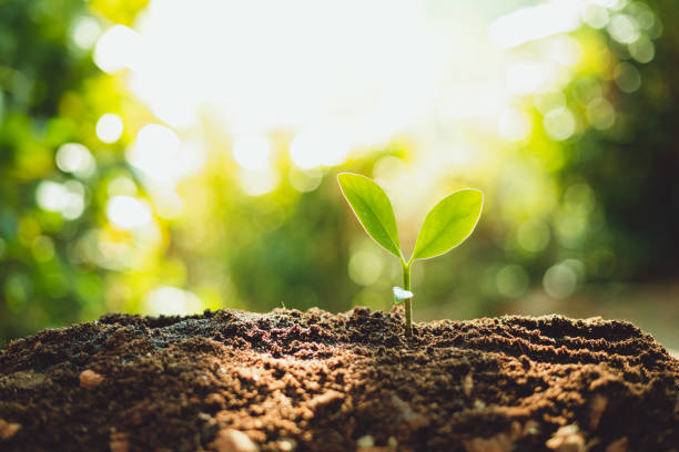 istock Fresh Green Plant Growing,Tree Growth Steps In nature And beautiful morning lighting 1125935546