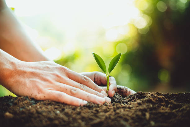 istock Fresh Green Plant Growing,Tree Growth Steps In nature And beautiful morning lighting 1125935810