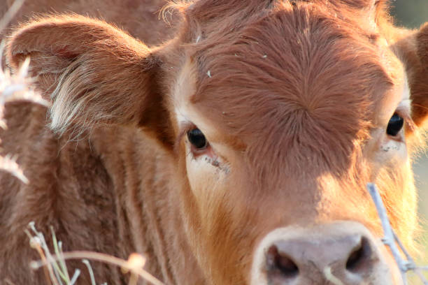 istock Portrait of a cow 1125935849