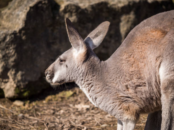 istock Red kangaroo enjoying sunny day 1125937513