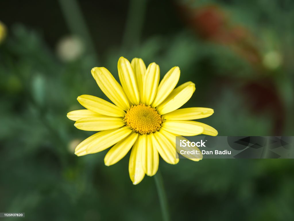 Marigold: Summer in Daisy Marigold: Summer in Daisy
