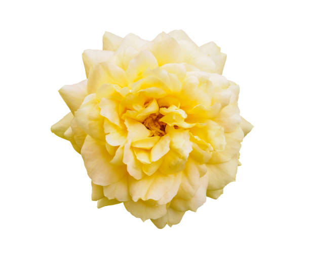 istock Yellow rose flower isolated on white background 1125938819