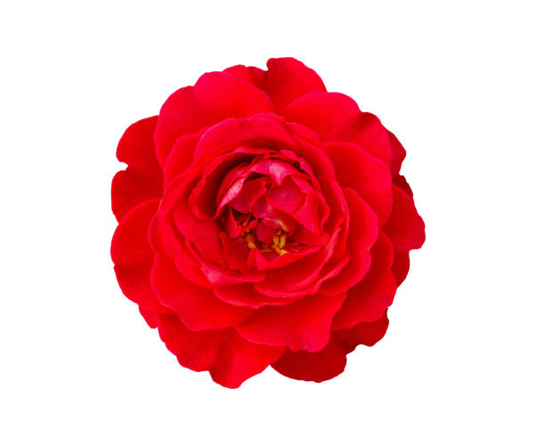 istock Red rose flower isolated on white background 1125938820