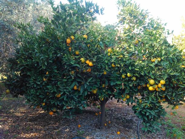 istock The beautiful Orange in farmland 1125939354
