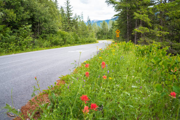 istock Roadside Wild Flowers in the Mountains on a Cloudy Summer Day 1125942912
