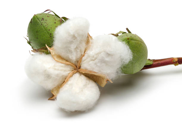 istock Cotton plant and green cotton boll 1125943003