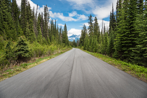 Scenic Mountain Road Through Pine Trees on a Clear Summer Day. A Snow -capped Peak is Visible in Background. Revelstoke, BC, Canada.