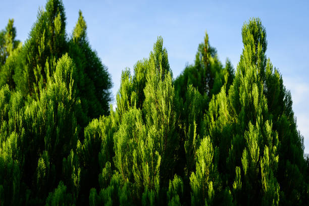 istock The Pine branch with blue sky background. 1125944361