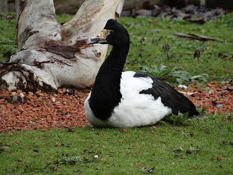 The black-and-white Magpie goose looking to the left. There is a narrow path made of rust-coloured stones just beind the goose.