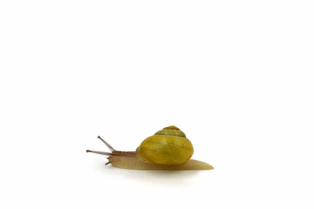 istock baby Snail with yellow shell isolated on white background 1125946889