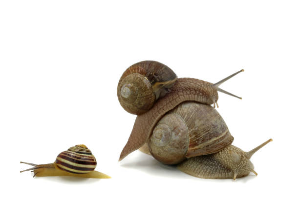istock three Snails look like a family isolated on white background 1125946893