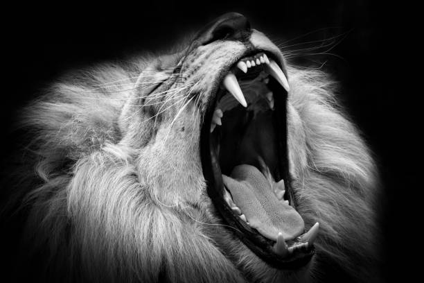 istock Black and white lion with open mouth 1125946943